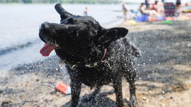 Zu heiß! Hund Magic hat sich ein Bad im kühlen Nass gegönnt. Zu heiß! Hund Magic hat sich ein Bad im kühlen Nass gegönnt.