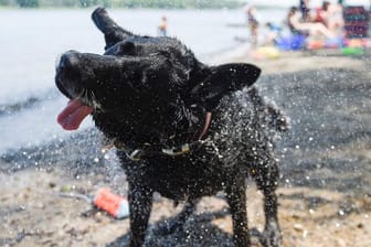 Zu heiß! Hund Magic hat sich ein Bad im kühlen Nass gegönnt.