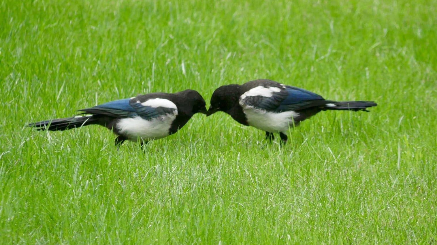 Elstern: Die Rabenvögel sind sich ein Leben lang treu.