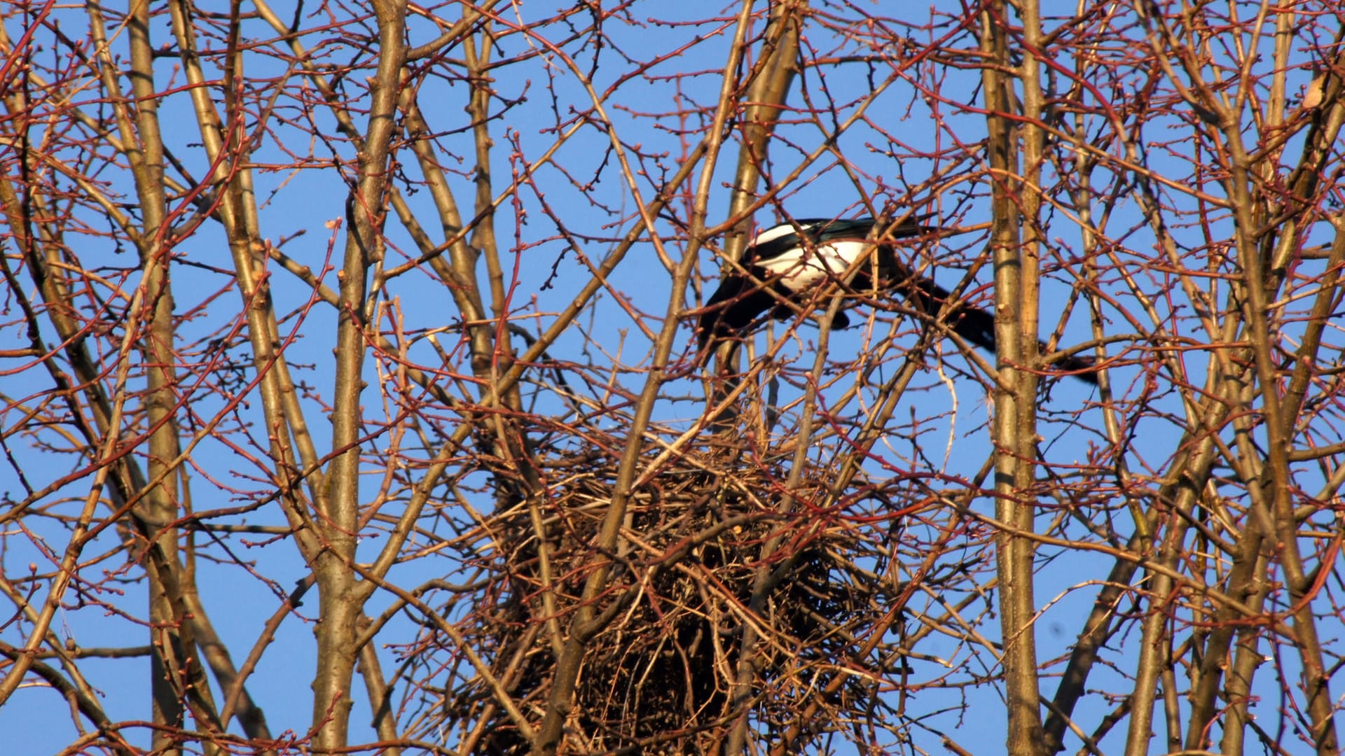 Brutstätte: Ein Elsternnest ist meist leicht von anderen zu unterscheiden.