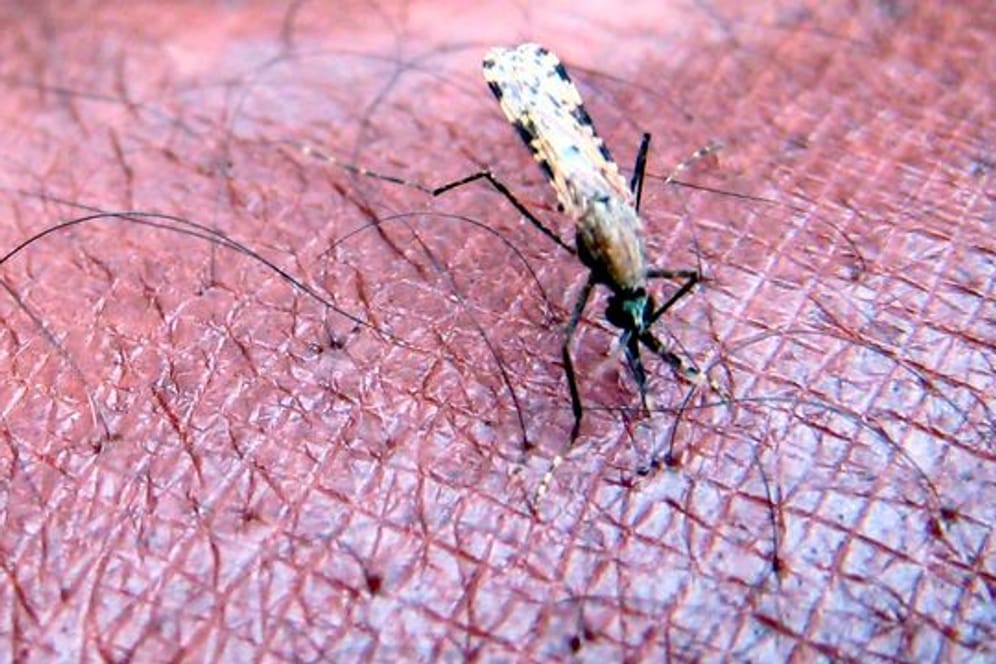 Malaria wird von infizierten Anopheles-Mücken übertragen.
