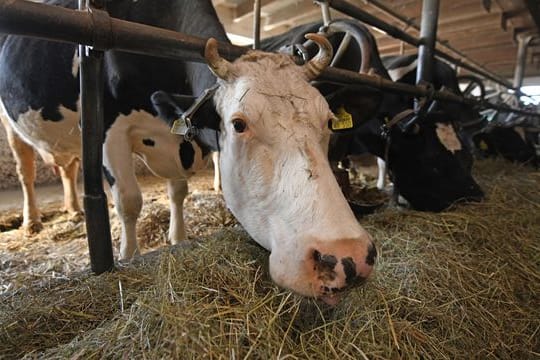 Die Agrar-Kommission hat ihre Empfehlungen für die Landwirtschaft abgegeben.