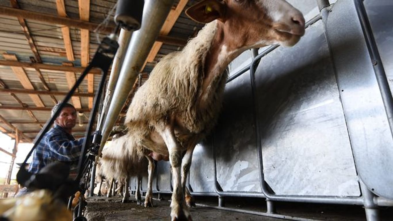 Hersteller in der Lebensmittelerzeugung setzen immer weniger Antibiotika bei ihren Tieren ein.