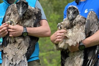 Die Bartgeierweibchen "Wally" (l) und "Bavaria" (r) werden vor ihrem Transport gezeigt, bevor sie zum Knittelhorn transportiert werden.