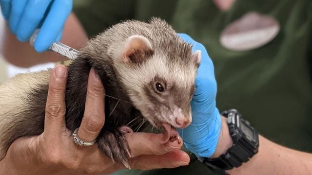 Mitarbeiter des Zoos von Oakland verabreichen einem Frettchen eine Dosis Impfstoff gegen Corona.