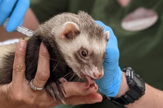 Mitarbeiter des Zoos von Oakland verabreichen einem Frettchen eine Dosis Impfstoff gegen Corona.