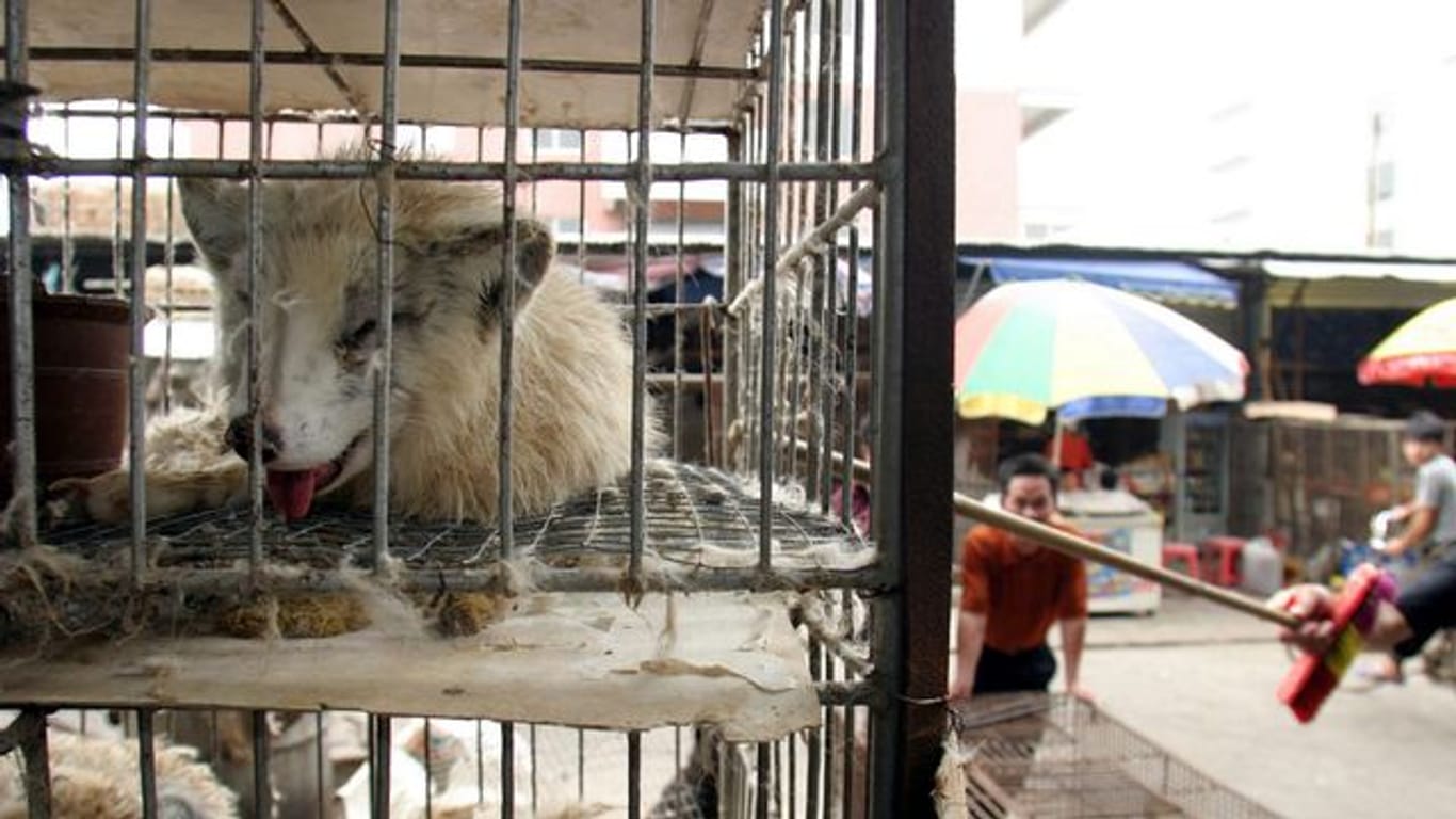 Marderhunde liegen in engen Käfigen auf dem Xin Yuan Markt.