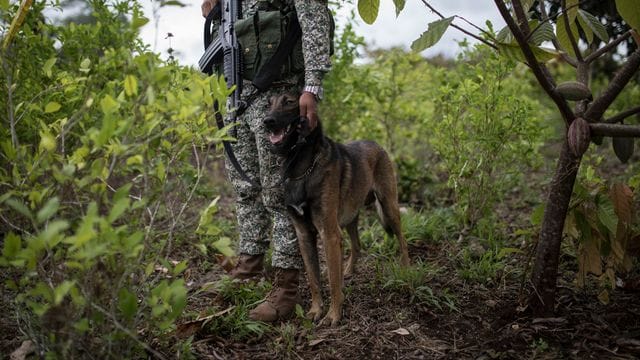 Ein Mitglied des kolumbianischen Militärs. Ein Mitglied des kolumbianischen Militärs.