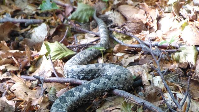 Die Hornviper gehört zu den gefährlichsten Schlangen in Europa. Die Hornviper gehört zu den gefährlichsten Schlangen in Europa.