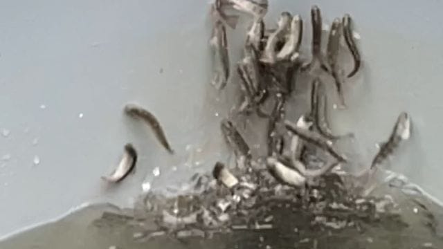 Junglachse in einem Fischbecken versuchen panikartig aus dem Wasser zu springen. Junglachse in einem Fischbecken versuchen panikartig aus dem Wasser zu springen.