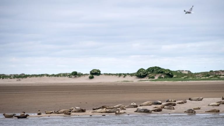 Seehunde und Kegelrobben liegen am Ostende von Norderney am Strand.