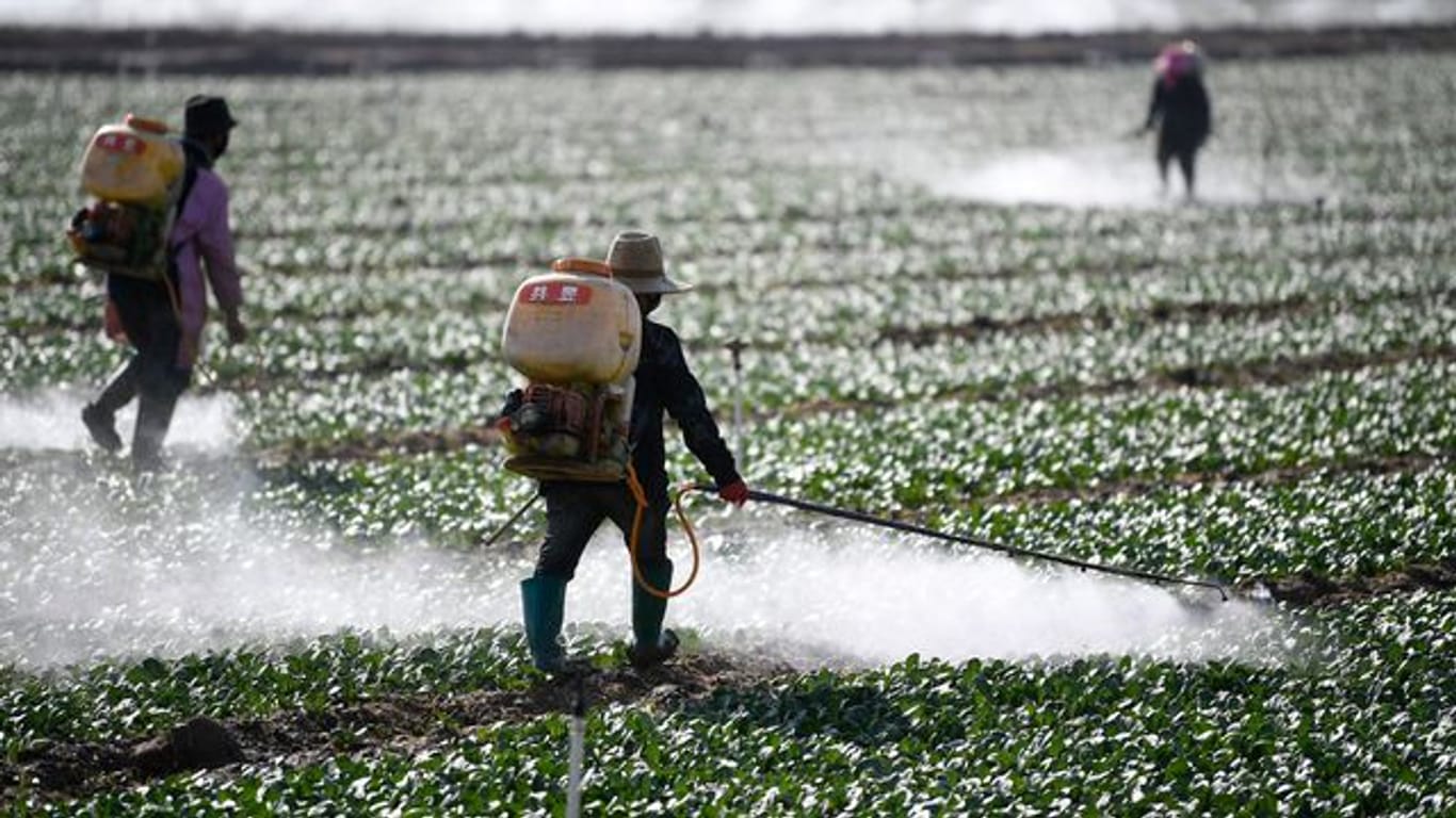 Zwei Landwirte versprühen Pestizide auf einem Gemüsefeld in China.
