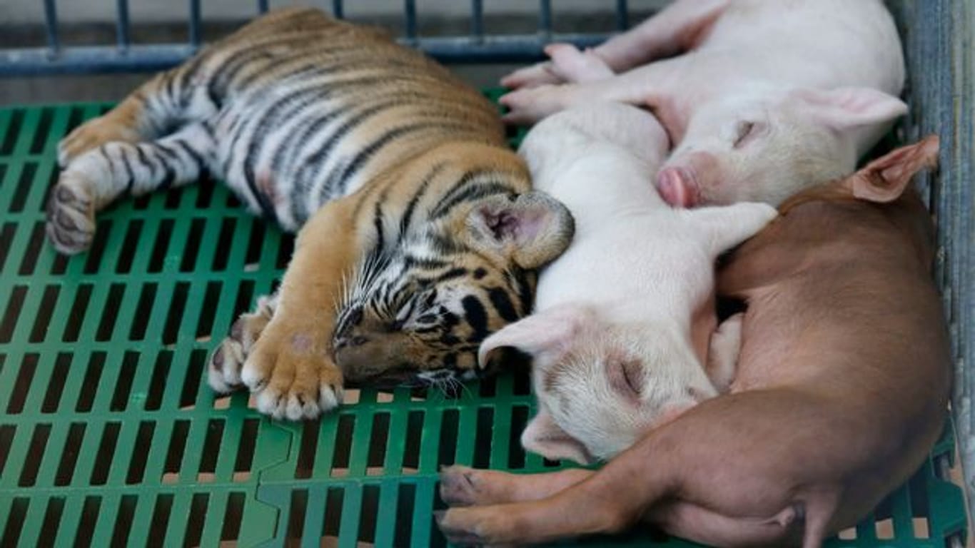 Ein Tigerbaby hält zusammen mit Ferkeln im Sriracha Zoo einen Mittagsschlaf.