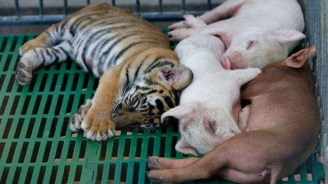 Ein Tigerbaby hält zusammen mit Ferkeln im Sriracha Zoo einen Mittagsschlaf. Ein Tigerbaby hält zusammen mit Ferkeln im Sriracha Zoo einen Mittagsschlaf.