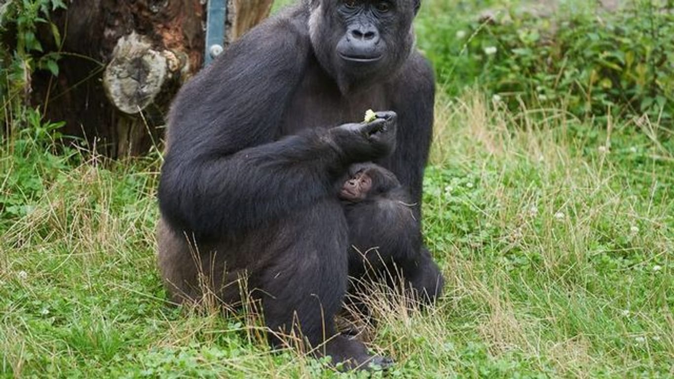 Gorillafrau "Muna" kümmert sich fürsorglich um ihren Sohn.