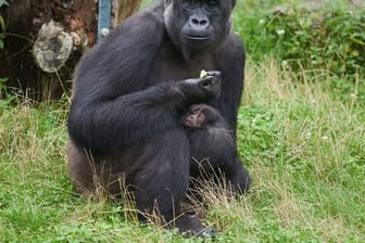 Gorillafrau "Muna" kümmert sich fürsorglich um ihren Sohn.