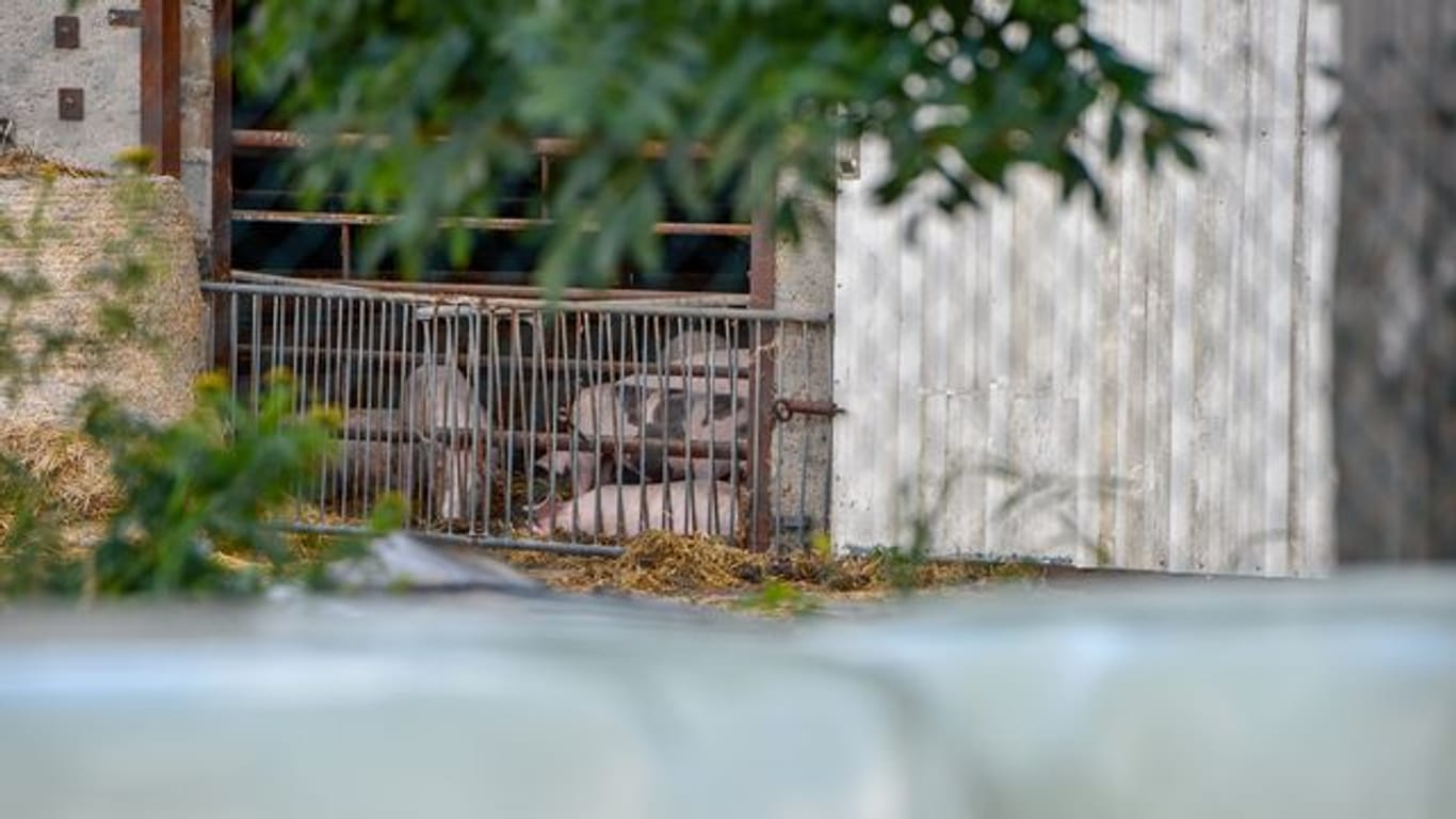 Hausschweine in einem Mastbetrieb in Brandenburg.
