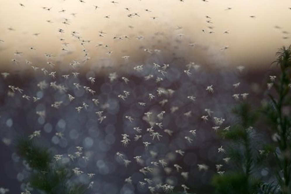Das Mückenschwarm-Phänomen kann mehrere Tage und manchmal auch nur Stunden dauern (Archivbild).