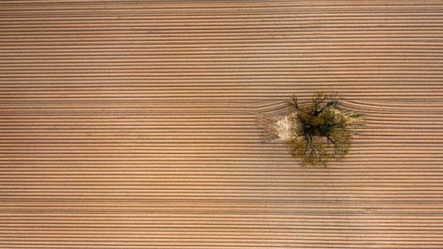 Ein einziger Baum steht inmitten eines frisch angelegten, riesigen Kartoffelackers am Rande der Wetterau. Ein einziger Baum steht inmitten eines frisch angelegten, riesigen Kartoffelackers am Rande der Wetterau.
