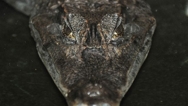Laut Polizei ist der Mann im Wasser direkt auf dem Alligator gelandet (Symbolbild). Laut Polizei ist der Mann im Wasser direkt auf dem Alligator gelandet (Symbolbild).