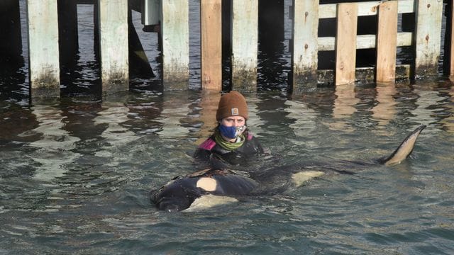Das Orca-Baby hat seine Familie verloren.