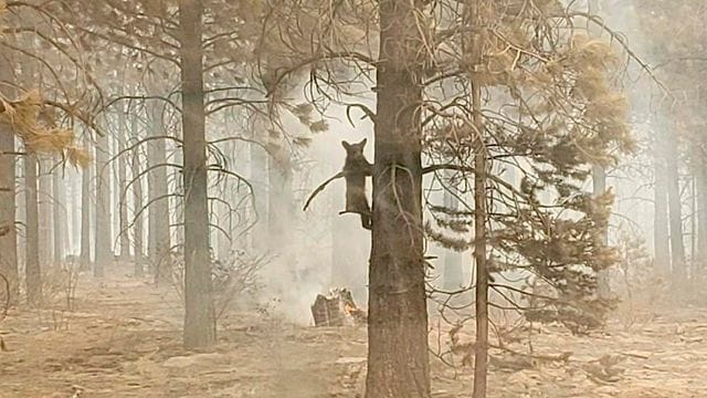 Ein Bärenjunges klammert sich während eines Waldbrands an einem Baum fest (Symbolbild).