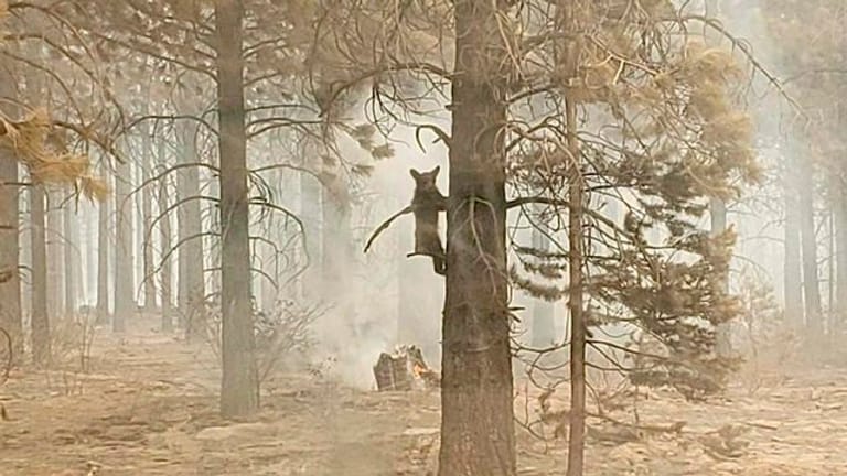 Ein Bärenjunges klammert sich während eines Waldbrands an einem Baum fest (Symbolbild).