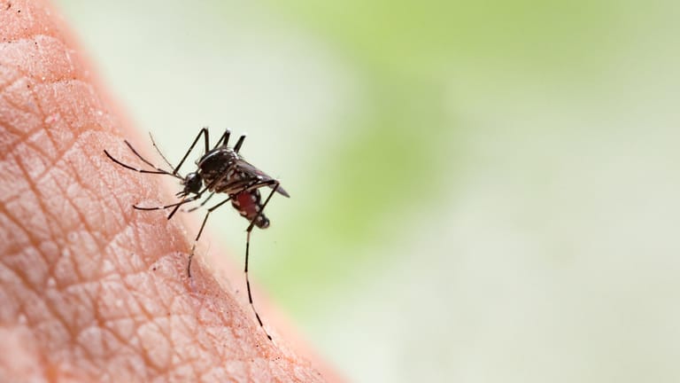 Mückenstich: Hat das Insekt zugestochen, sollten Sie die Stelle schnell behandeln, damit sich der Stich nicht entzündet.