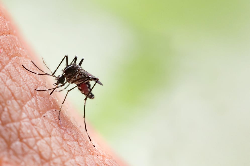 Mückenstich: Hat das Insekt zugestochen, sollten Sie die Stelle schnell behandeln, damit sich der Stich nicht entzündet.