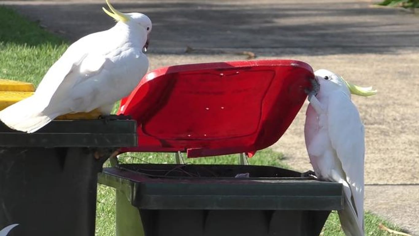 Zwei Kakadus öffnen eine Mülltonne.