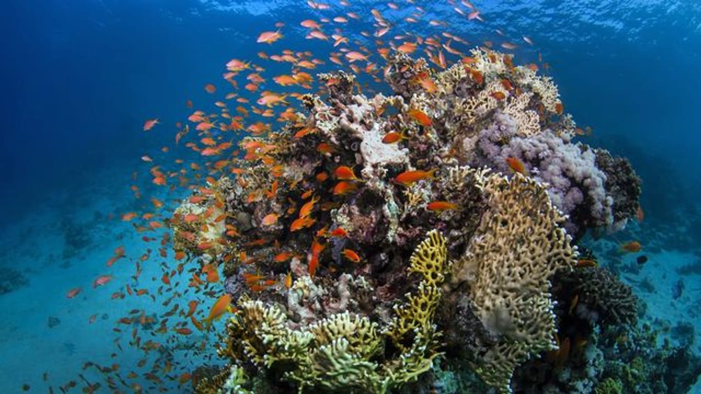 Das Great Barrier Reef vor der Ostküste Australiens ist größer als Italien.