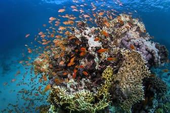 Das Great Barrier Reef vor der Ostküste Australiens ist größer als Italien.