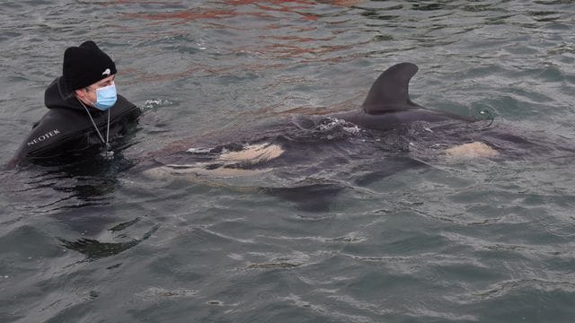 Ein freiwilliger Helfer mit dem Orca-Baby Toa. Ein freiwilliger Helfer mit dem Orca-Baby Toa.