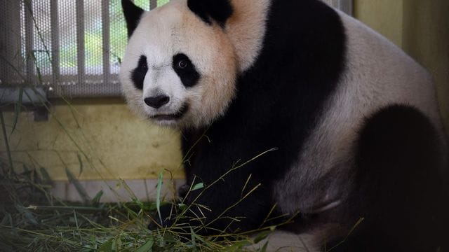 Panda-Weibchen Huan Huan ist trächtig und steht kurz vor der Geburt von Zwillingen.