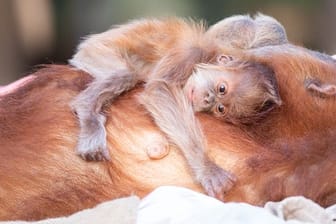 Auf dem Bauch trägt Orang-Utan-Mutter Tana ihren süßen Nachwuchs.