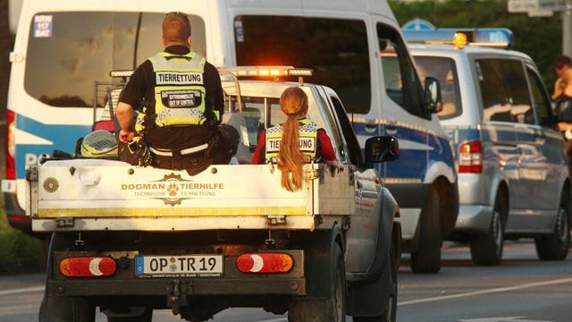 Ein Fahrzeug mit Tierrettern und Tieren verlässt Erftstadt in Nordrhein-Westfalen.