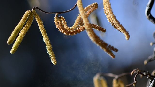 Eine Korkenzieherhasel - immer mehr Menschen bekommen Heuschnupfen.