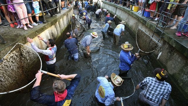 Bislang stehen nur Männer beim Memminger Fischertag im Stadtbach.