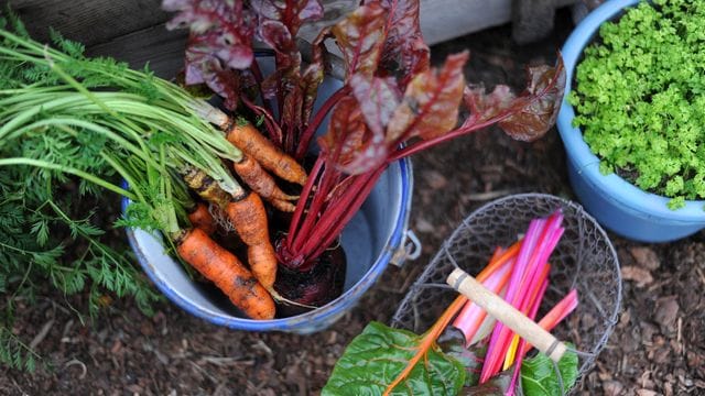 Zum Wintergemüse gehören viele Rüben und Blattsalate - aber nicht nur.