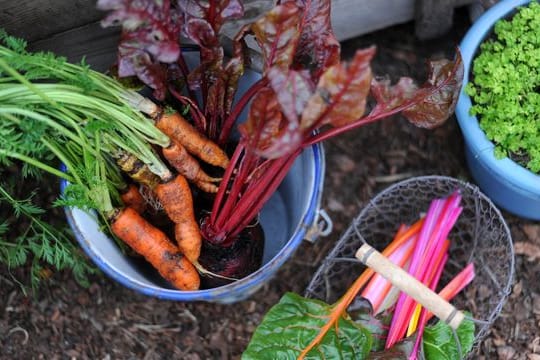 Zum Wintergemüse gehören viele Rüben und Blattsalate - aber nicht nur.