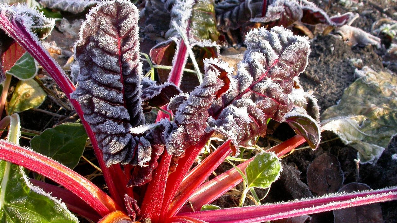 Wunderschön anzuschauen im Garten - und lecker bei der Ernte: Mangold ist ein typisches Wintergemüse.