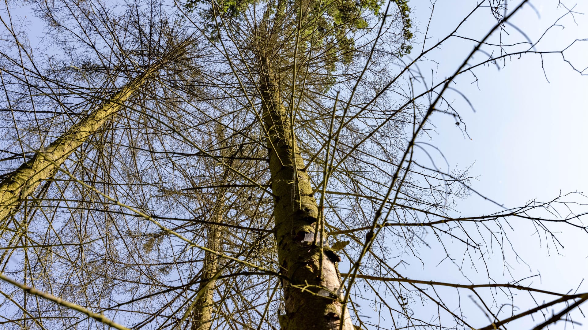 Vertrocknete Fichten: Einst war Thüringen für seine riesigen Fichtenwälder bekannt. Das wird sich wohl ändern.