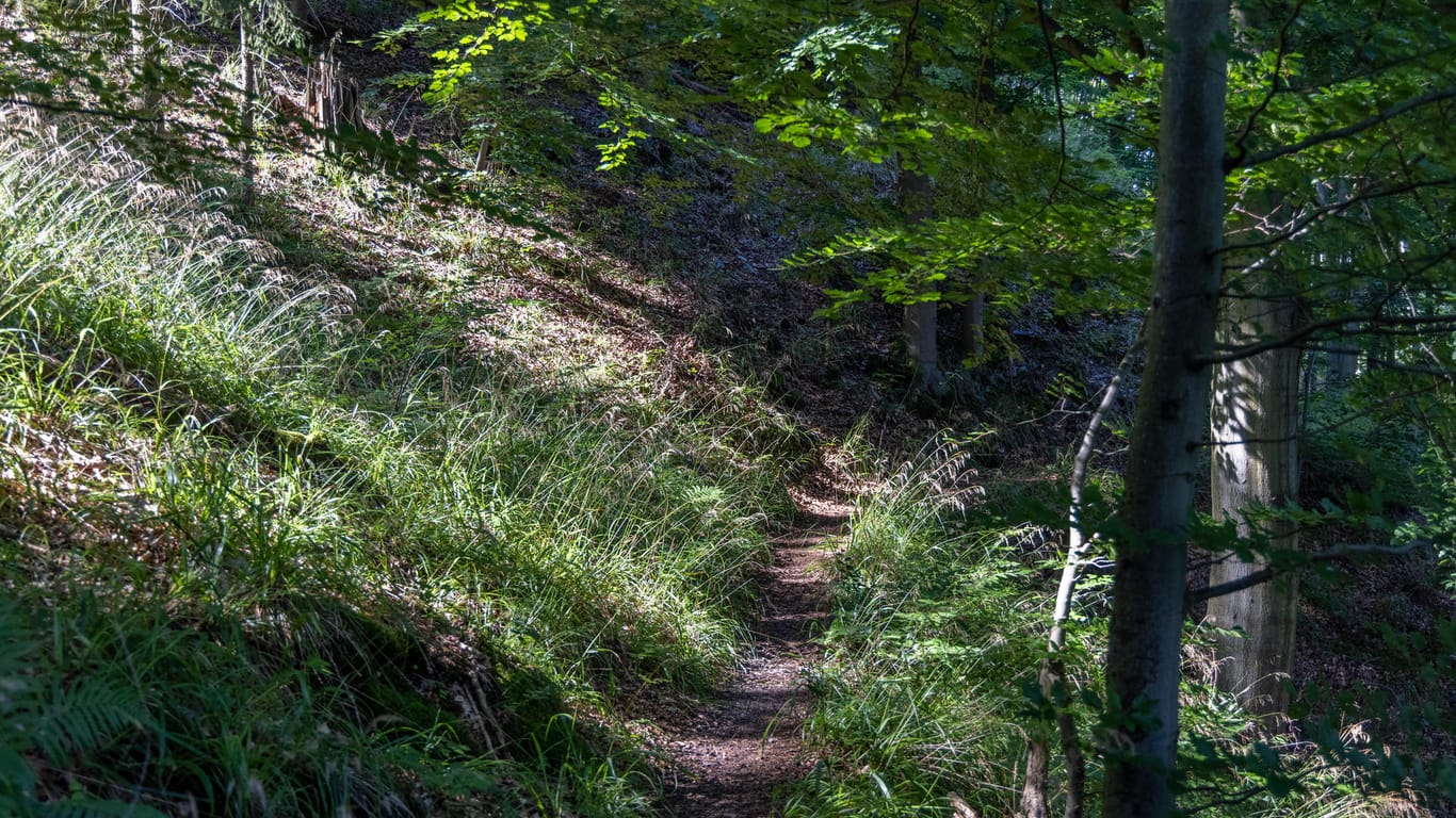 Sonnenstrahlen fallen auf den Waldweg: Den Jägersteig bei Schloss Burgk geht Bodo Ramelow regelmäßig. Am liebsten zum Pilzesammeln.