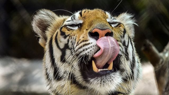 In Indien leben Bengal-Tiger - sie werden auch Königs- oder Indischer Tiger genannt.