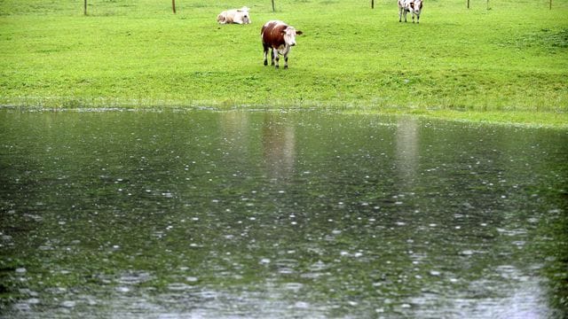 Drei Kühe stehen auf ihrer zum großen Teil überfluteten Wiese im Berchtesgadener Land. Drei Kühe stehen auf ihrer zum großen Teil überfluteten Wiese im Berchtesgadener Land.