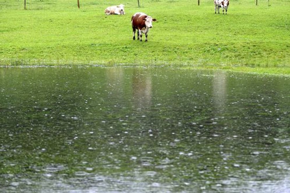Drei Kühe stehen auf ihrer zum großen Teil überfluteten Wiese im Berchtesgadener Land.