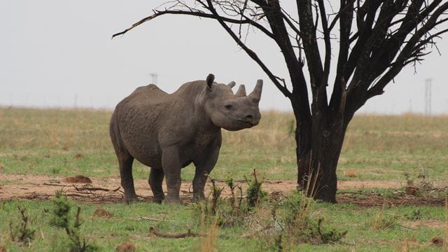 Ein Breitmaulnashorn auf dem Gebiet einer privaten Nashornaufzucht in Südafrikas Nordwest-Provinz.