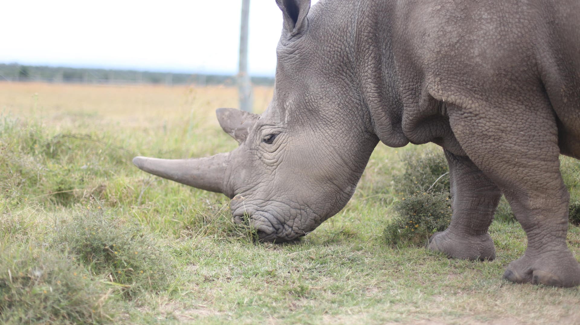 Ein Nashorn weidet auf dem Gelände der Ol Pejeta Conservancy in Kenia: Deutsche Forscher könnten dazu beitragen, eine bedrohte Unterart zu retten.