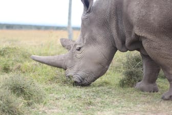 Ein Nashorn weidet auf dem Gelände der Ol Pejeta Conservancy in Kenia: Deutsche Forscher könnten dazu beitragen, eine bedrohte Unterart zu retten.