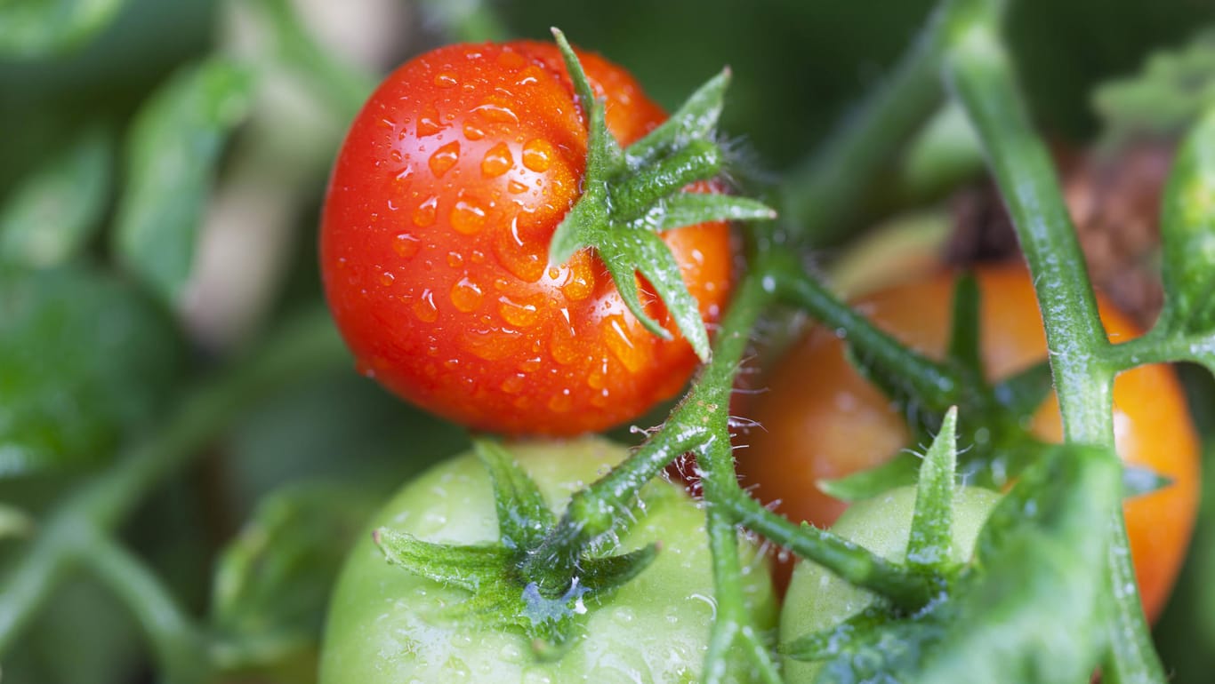 Tomaten: Ein Fehler kann sich auf die Ernte auswirken.
